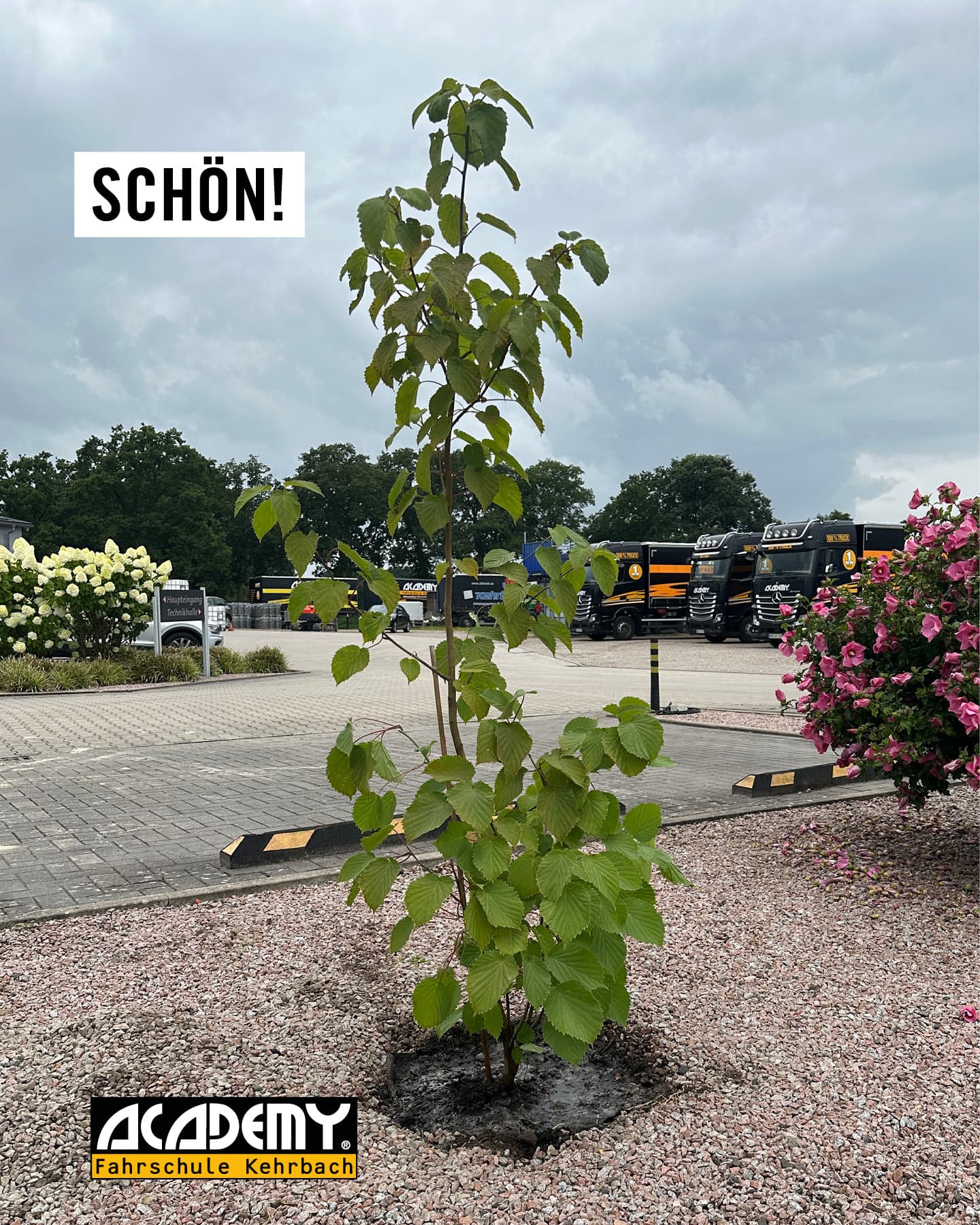 „Eben schnell“ einen Baum pflanzen